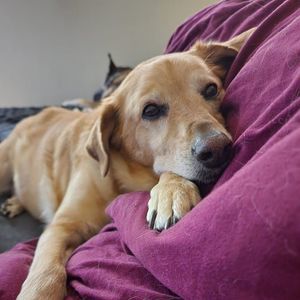 Meet your Posher, Chrissy